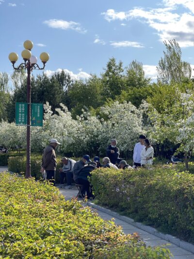 山荆子(shān jīng zǐ)Malus baccata (L.) Borkh.
