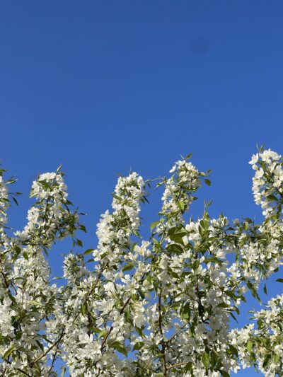山荆子(shān jīng zǐ)Malus baccata (L.) Borkh.