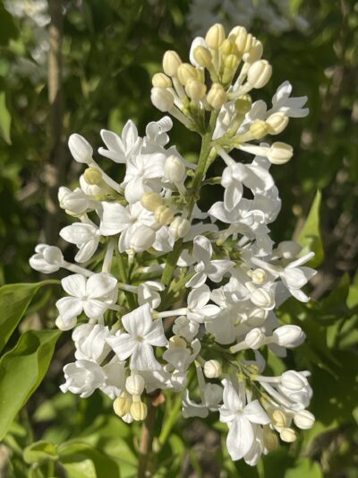 白丁香 (bái dīng xiāng) Syringa oblata 'Alba'