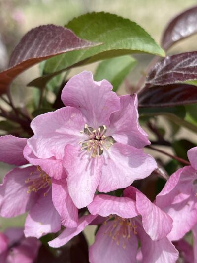 紫叶李(zǐ yè lǐ)Prunus cerasifera ‘Atropurpurea’