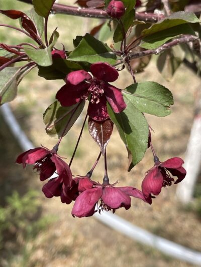 王族海棠(wáng zú hǎi táng)Malus ‘Royalty’