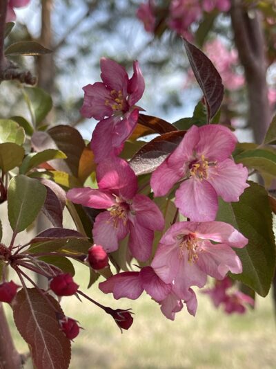 紫叶李(zǐ yè lǐ)Prunus cerasifera ‘Atropurpurea’