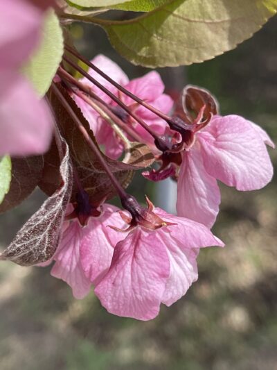 紫叶李(zǐ yè lǐ)Prunus cerasifera ‘Atropurpurea’