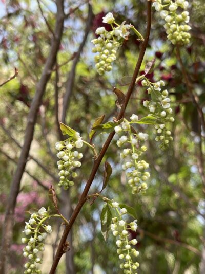 稠李 (chóu lǐ) Prunus padus L.