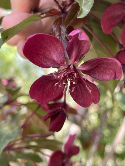 王族海棠(wáng zú hǎi táng)Malus ‘Royalty’