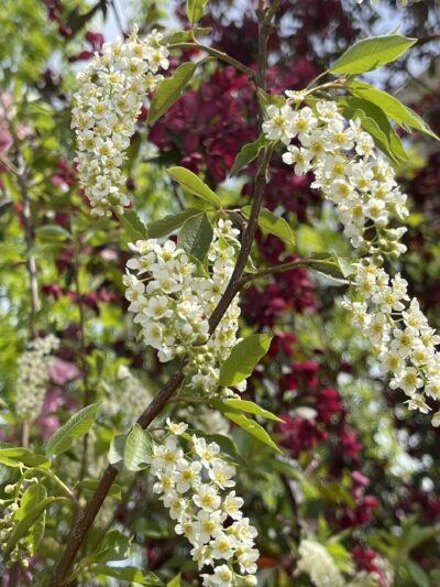 稠李 (chóu lǐ) Prunus padus L.
