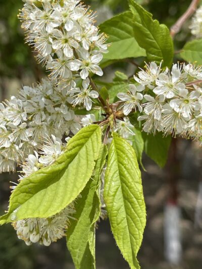 斑叶稠李 (bān yè chóu lǐ) Prunus maackii Rupr.