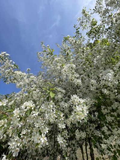 山荆子 (shān jīng zǐ) Malus baccata (L.) Borkh.
