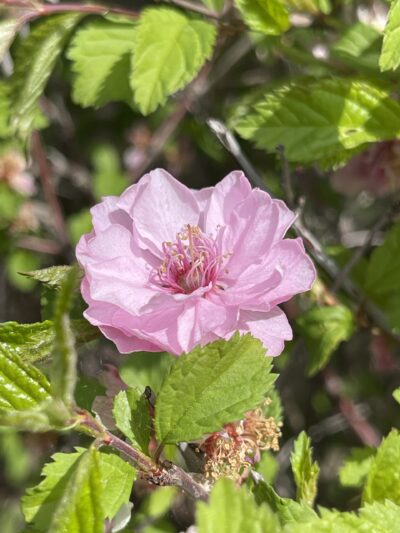 榆叶梅 (yú yè méi) Prunus triloba Lindl.