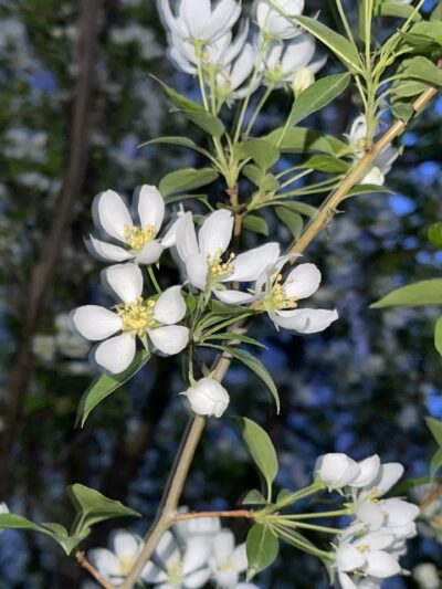 山荆子 (shān jīng zǐ) Malus baccata (L.) Borkh.