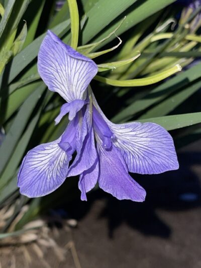 马蔺 (mǎ lìn) Iris lactea Pall.