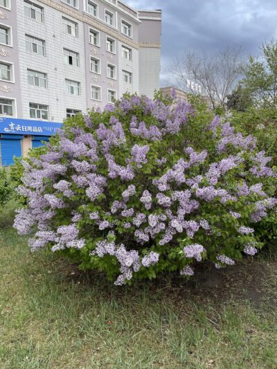 紫丁香 (zǐ dīng xiāng) Syringa oblata Lindl.