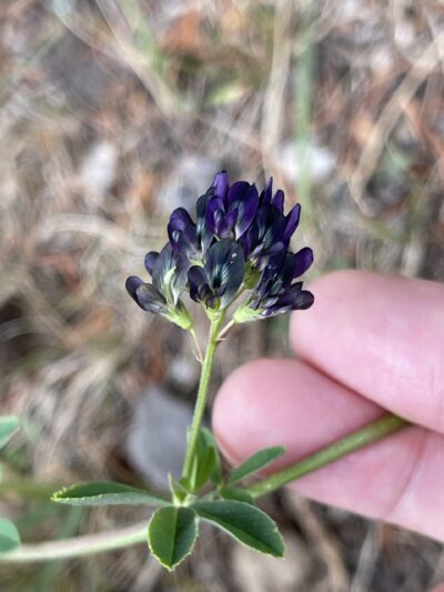 苜蓿 (mù xu) Medicago sativa L.