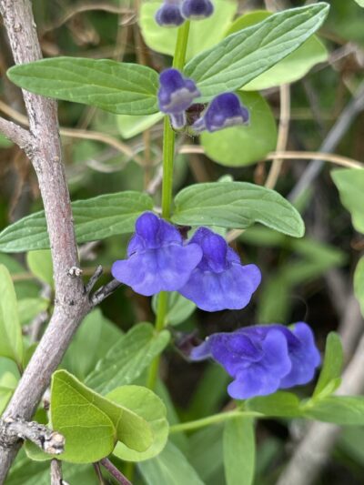 并头黄芩 (bìng tóu huáng qín) Scutellaria scordifolia Fisch. ex Schrank