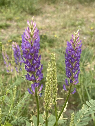 斜茎黄芪(xié jīng huáng qí)Astragalus laxmannii Jacq.
