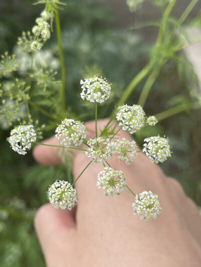 迷果芹 (mí guǒ qín) Sphallerocarpus gracilis (Bess.) K.-Pol.