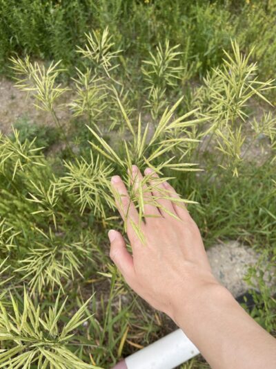 无芒雀麦 (wú máng què mài) Bromus inermis Layss.