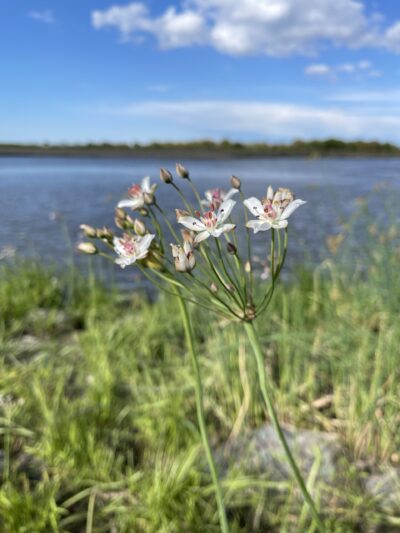 花蔺 (huā lìn) Butomus umbellatus L.