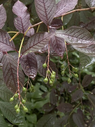 紫叶李 (zǐ yè lǐ) Prunus cerasifera ‘Atropurpurea’