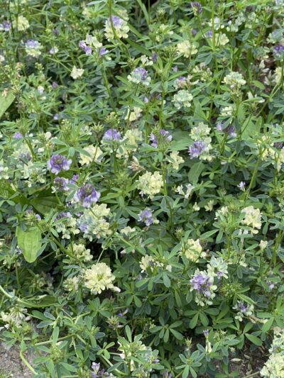 苜蓿 (mù xu) Medicago sativa L.