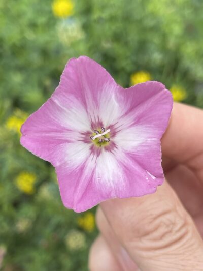 田旋花 (tián xuán huā) Convolvulus arvensis L.