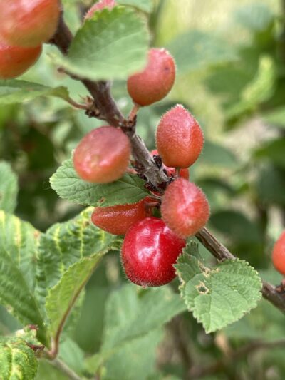 毛樱桃 (máo yīng táo) Prunus tomentosa (Thunb.) Wall.