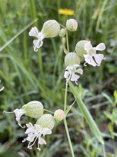 白玉草 (bái yù cǎo) Silene vulgaris (Moench.) Garcke