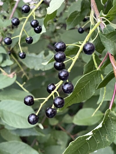 稠李 (chóu lǐ) Prunus padus L.