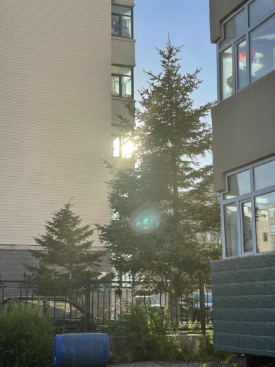 云杉 (yún shān) Picea asperata Mast.