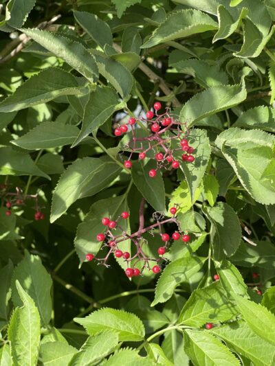 接骨木 (jiē gǔ mù) Sambucus williamsii Hance