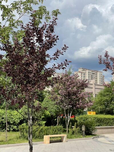 紫叶李 (zǐ yè lǐ) Prunus cerasifera ‘Atropurpurea’