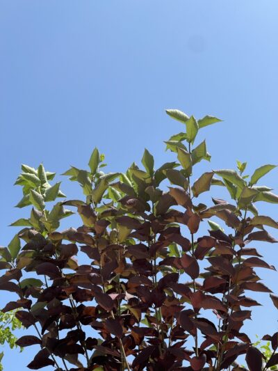 紫叶李 (zǐ yè lǐ) Prunus cerasifera ‘Atropurpurea’