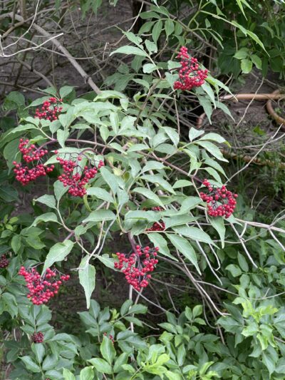 接骨木 (jiē gǔ mù) Sambucus williamsii Hance
