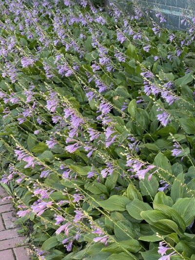 紫萼 (zǐ è) Hosta ventricosa (Salisb.) Stearn