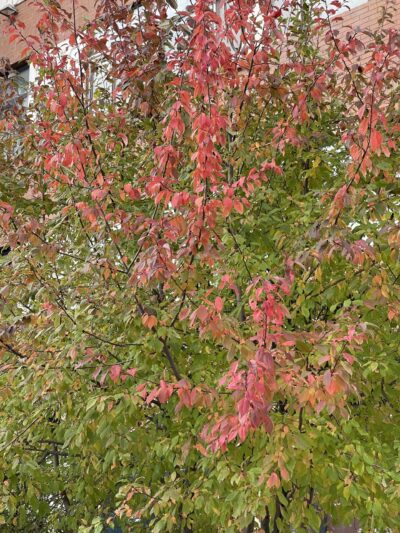 稠李 (chóu lǐ) Prunus padus L.