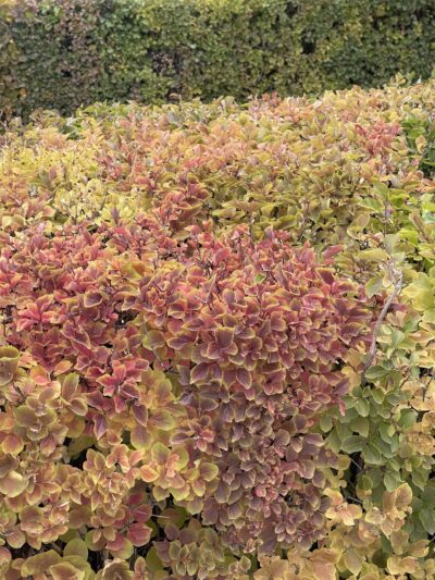 小叶巧玲花 (xiǎo yè qiǎo líng huā) Syringa pubescens subsp. microphylla (Diels) M. C. Chang & X. L. Chen