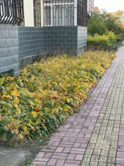 紫萼 (zǐ è) Hosta ventricosa (Salisb.) Stearn