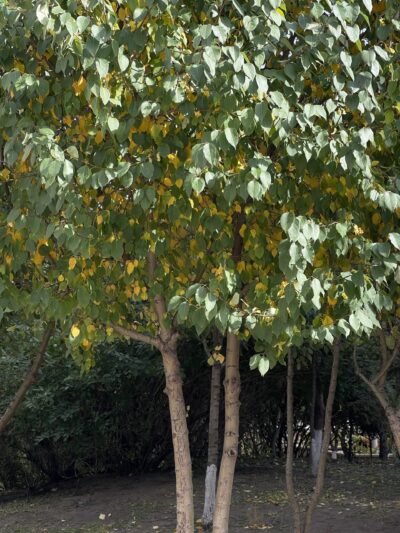 山荆子 (shān jīng zǐ) Malus baccata (L.) Borkh.
