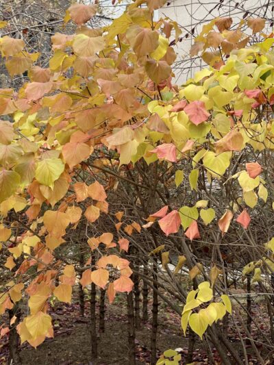 紫丁香 (zǐ dīng xiāng) Syringa oblata Lindl.