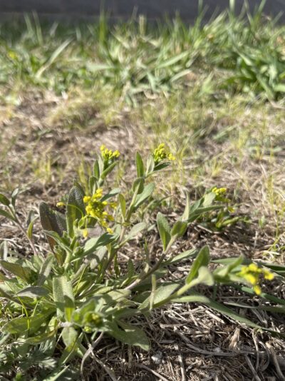 葶苈 (tíng lì) Draba nemorosa L.