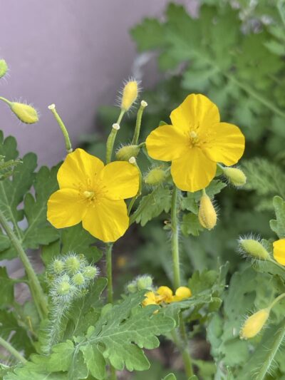 白屈菜 (bái qū cài) Chelidonium majus L.