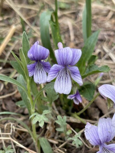 早开堇菜 (zǎo kāi jǐn cài) Viola prionantha Bunge