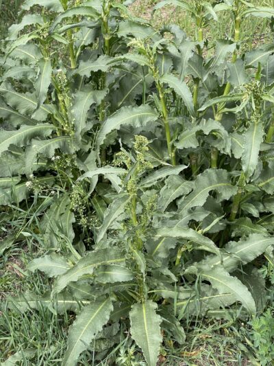 皱叶酸模 (zhòu yè suān mó) Rumex crispus L.