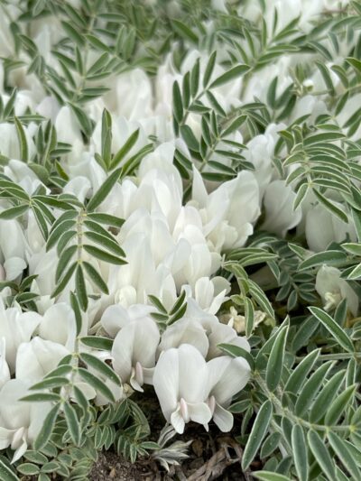 糙叶黄芪 (cāo yè huáng qí) Astragalus scaberrimus Bunge
