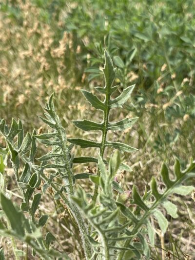 漏芦 (lòu lú) Rhaponticum uniflorum (L.) DC.