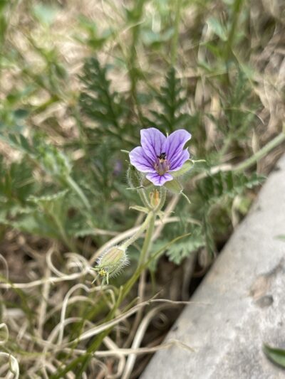 牻牛儿苗 (máng niú ér miáo) Erodium stephanianum Willd.