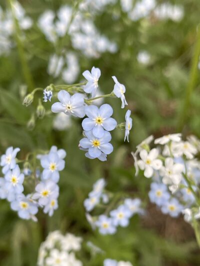 勿忘草 (wù wàng cǎo) Myosotis alpestris F. W. Schmidt