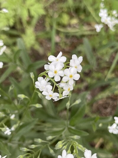勿忘草 (wù wàng cǎo) Myosotis alpestris F. W. Schmidt