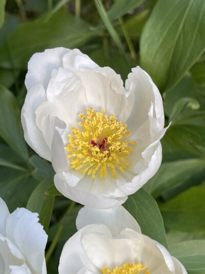 芍药 (sháo yào) Paeonia lactiflora Pall.