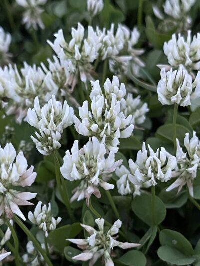 白车轴草 (bái chē zhóu cǎo) Trifolium repens L.